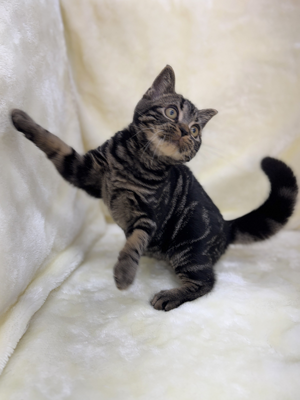 千葉県のアメリカンショートヘアー (かねだい我孫子店/2025年10月30日生まれ/男の子/ブラウンタビー)の子猫の3枚目の画像