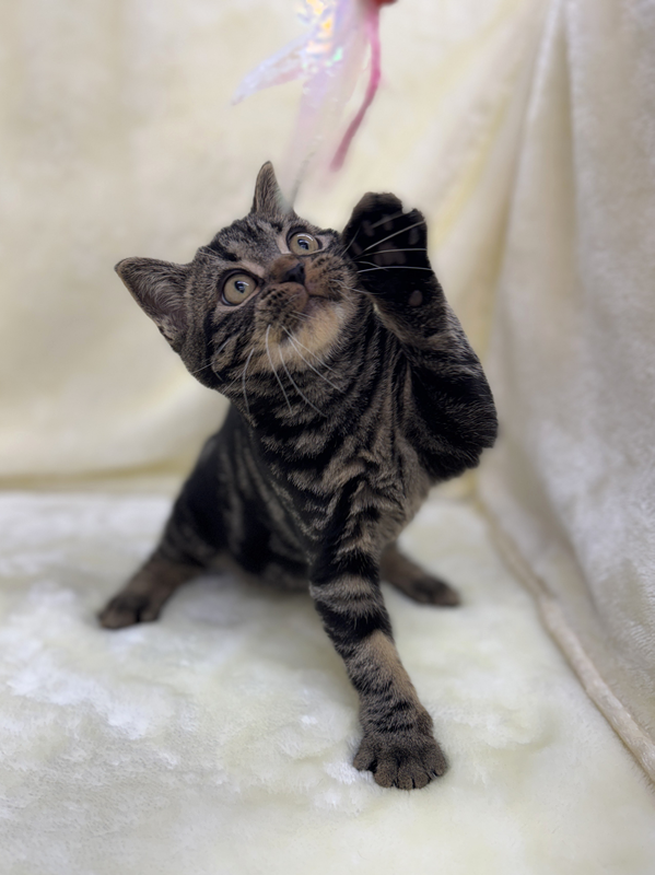 千葉県のアメリカンショートヘアー (かねだい我孫子店/2025年10月30日生まれ/男の子/ブラウンタビー)の子猫の4枚目の画像