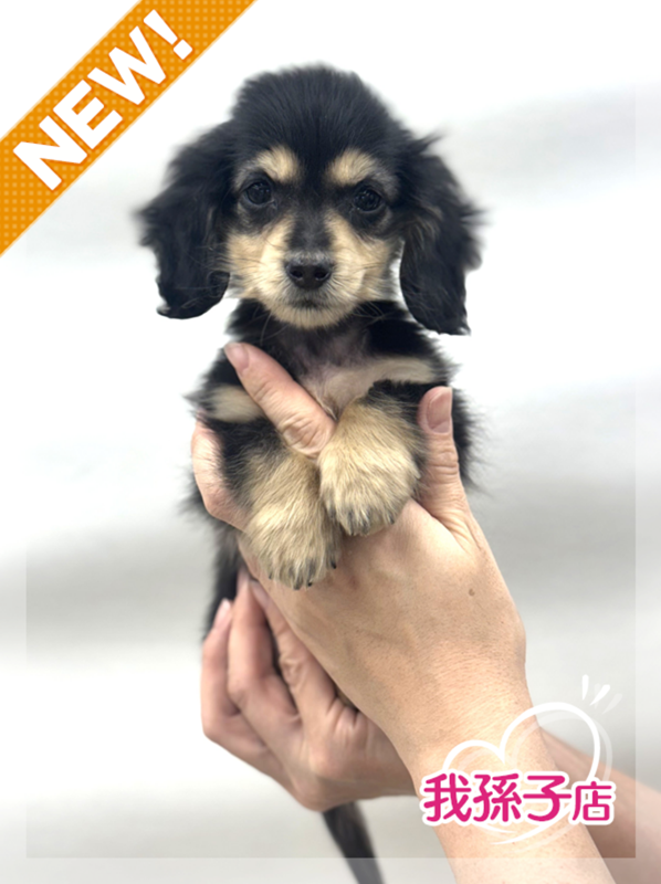 千葉県のミニチュアダックスフンド(ロング) (かねだい我孫子店/2026年1月8日生まれ/男の子/ブラックイエロー)の子犬