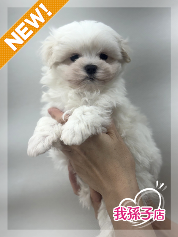 千葉県のマルチーズ (かねだい我孫子店/2026年1月10日生まれ/男の子/ホワイト)の子犬の1枚目の画像