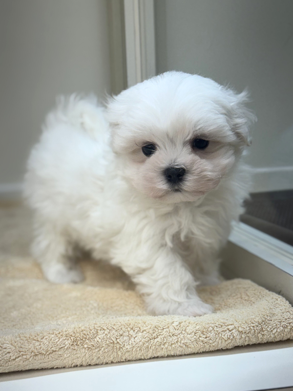 千葉県のマルチーズ (かねだい我孫子店/2026年1月10日生まれ/男の子/ホワイト)の子犬の2枚目の画像
