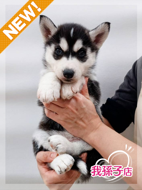 千葉県のシベリアンハスキー (かねだい我孫子店/2026年1月11日生まれ/女の子/ブラックホワイト)の子犬