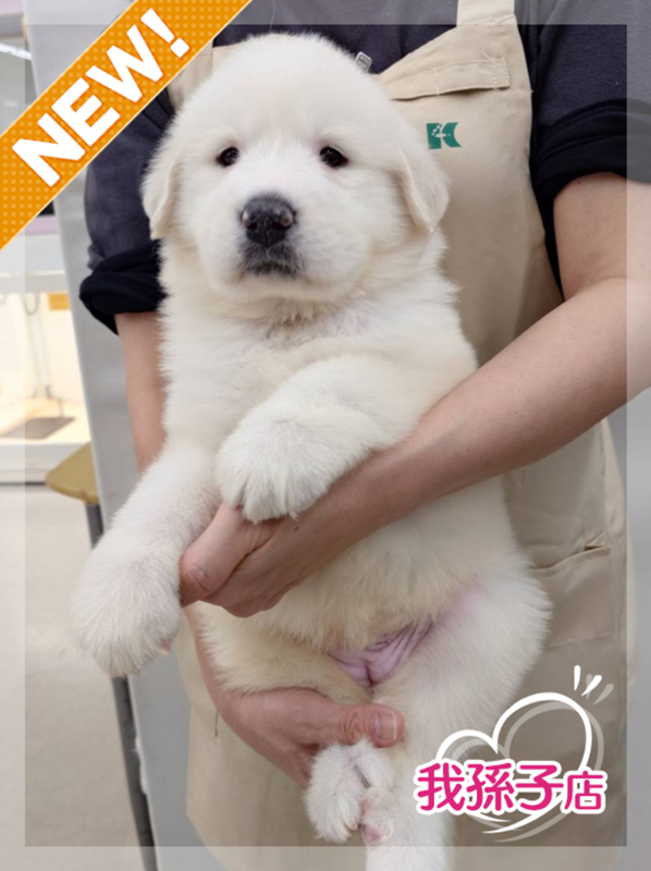 千葉県のグレートピレニーズ (かねだい我孫子店/2026年1月10日生まれ/女の子/ホワイト)の子犬