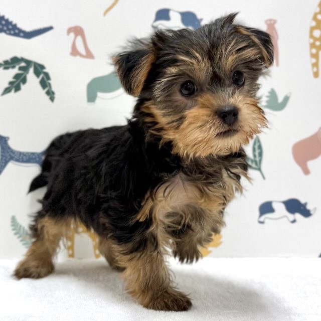 東京都のヨークシャーテリア (かねだい足立店/2026年1月10日生まれ/女の子/スチールブルータン)の子犬の2枚目の画像