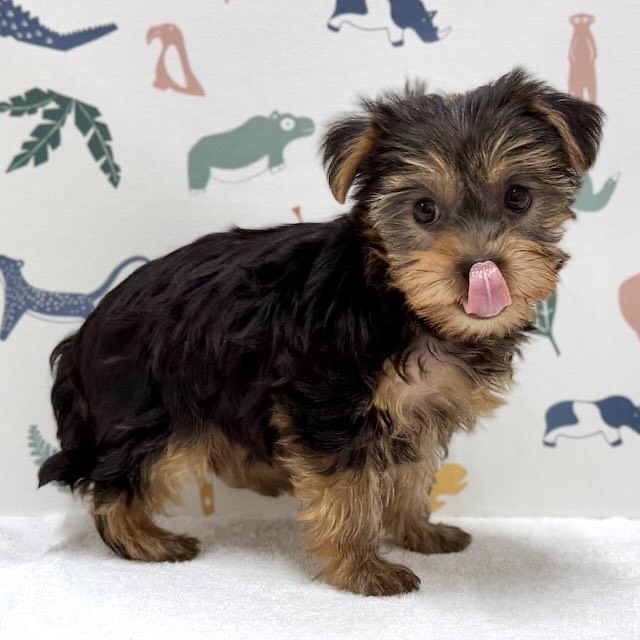 東京都のヨークシャーテリア (かねだい足立店/2026年1月10日生まれ/女の子/スチールブルータン)の子犬の3枚目の画像