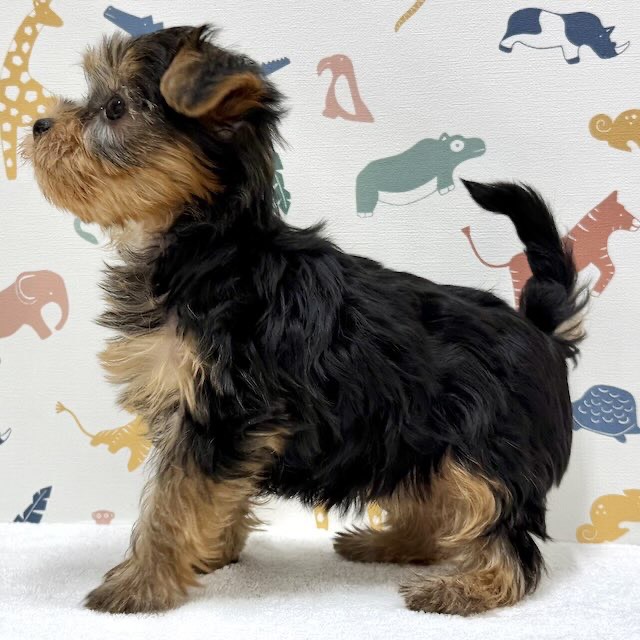 東京都のヨークシャーテリア (かねだい足立店/2026年1月10日生まれ/女の子/スチールブルータン)の子犬の4枚目の画像