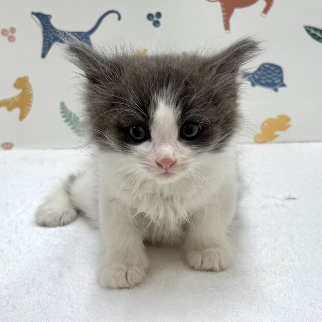 東京都のノルウェージャンフォレストキャット (かねだい足立店/2026年1月10日生まれ/女の子/ブルータビーホワイト)の子猫の1枚目の画像