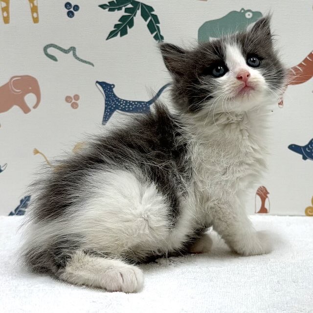 東京都のノルウェージャンフォレストキャット (かねだい足立店/2026年1月10日生まれ/女の子/ブルータビーホワイト)の子猫の3枚目の画像