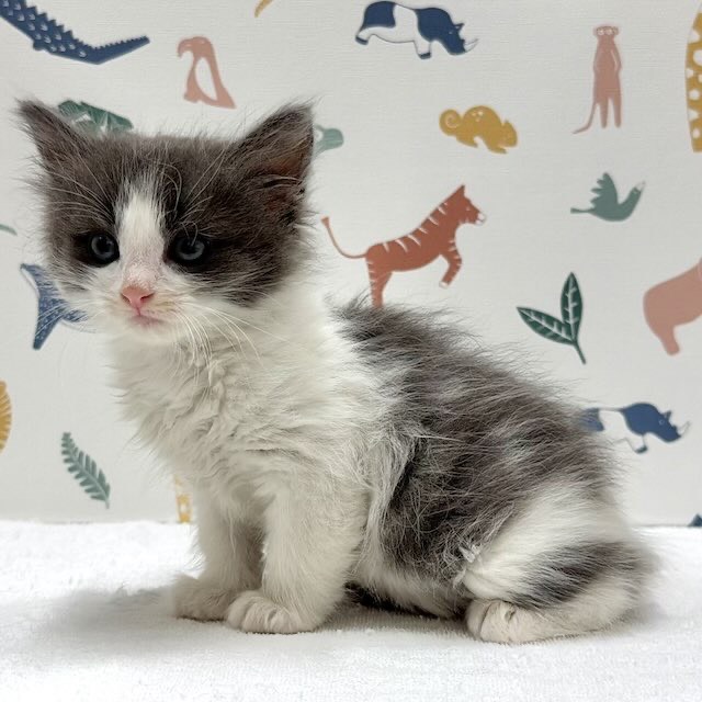 東京都のノルウェージャンフォレストキャット (かねだい足立店/2026年1月10日生まれ/女の子/ブルータビーホワイト)の子猫の4枚目の画像