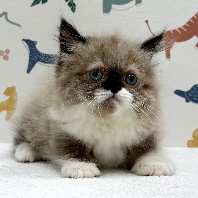 東京都のマンチカン (かねだい足立店/2026年1月8日生まれ/女の子/シールポイントホワイト)の子猫の1枚目の画像