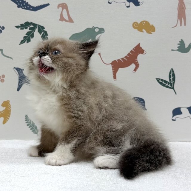 東京都のマンチカン (かねだい足立店/2026年1月8日生まれ/女の子/シールポイントホワイト)の子猫の3枚目の画像