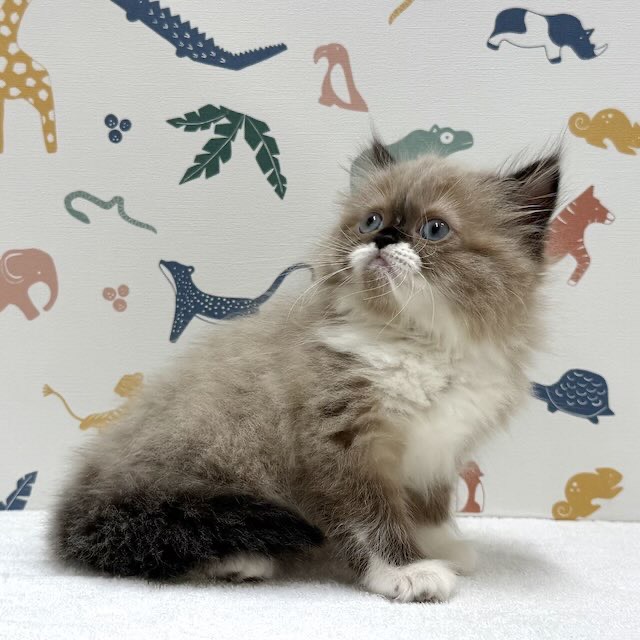 東京都のマンチカン (かねだい足立店/2026年1月8日生まれ/女の子/シールポイントホワイト)の子猫の4枚目の画像