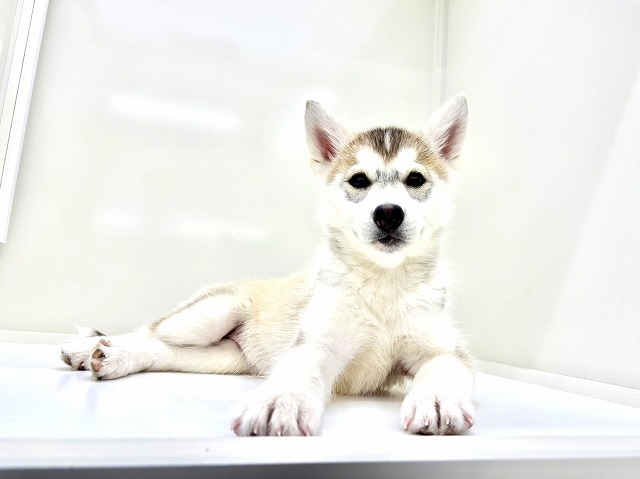 東京都のシベリアンハスキー (かねだい本町田店/2026年1月4日生まれ/女の子/シルバーホワイト)の子犬の1枚目の画像