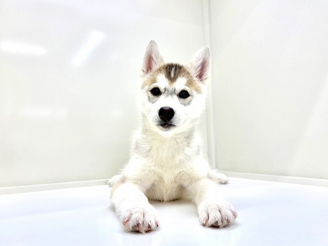 東京都のシベリアンハスキー (かねだい本町田店/2026年1月4日生まれ/女の子/シルバーホワイト)の子犬の2枚目の画像