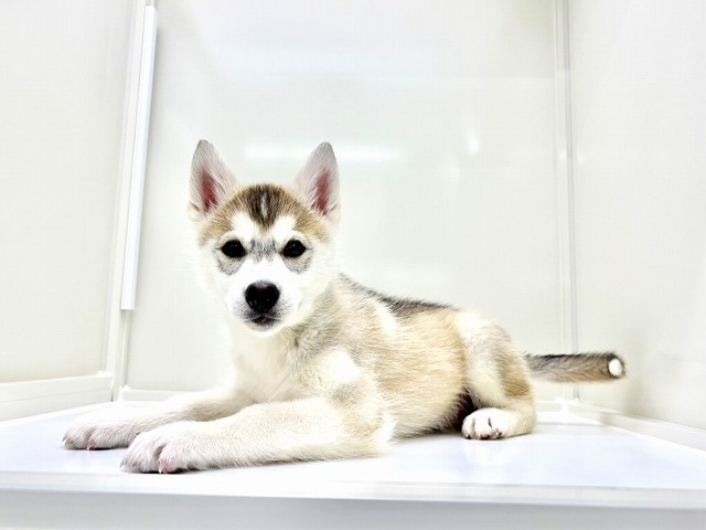 東京都のシベリアンハスキー (かねだい本町田店/2026年1月4日生まれ/女の子/シルバーホワイト)の子犬の3枚目の画像