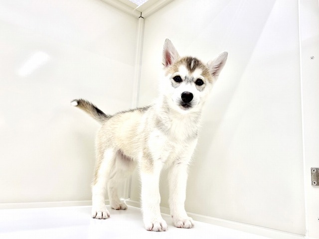 東京都のシベリアンハスキー (かねだい本町田店/2026年1月4日生まれ/女の子/シルバーホワイト)の子犬の4枚目の画像