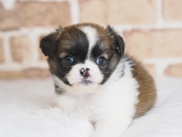 埼玉県のポメチワ/チワポメ/ポメチー(ポメラニアン×チワワ) (かねだい戸田店/2026年1月10日生まれ/女の子/ゴールドホワイト)の子犬の1枚目の画像