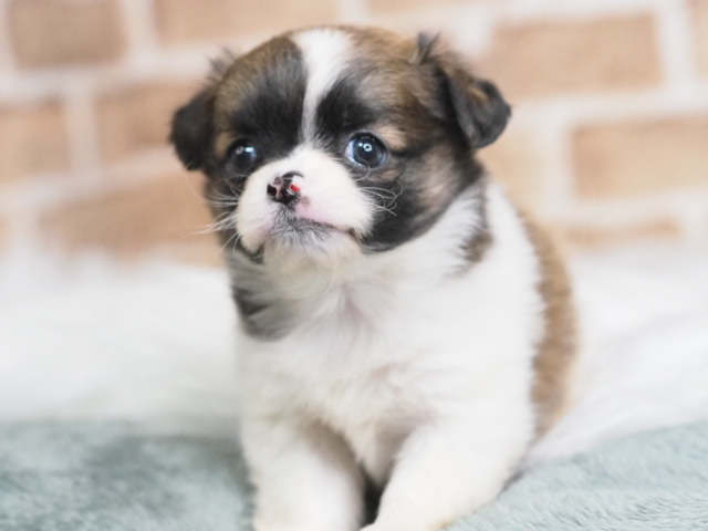 埼玉県のポメチワ/チワポメ/ポメチー(ポメラニアン×チワワ) (かねだい戸田店/2026年1月10日生まれ/女の子/ゴールドホワイト)の子犬の2枚目の画像