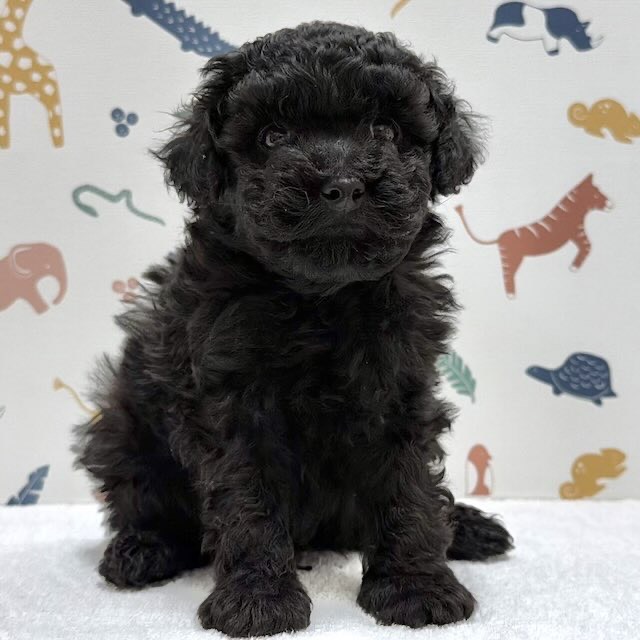 東京都のトイプードル(トイ) (かねだい足立店/2026年1月8日生まれ/男の子/ブラック)の子犬の1枚目の画像