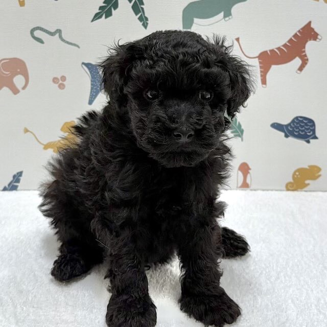 東京都のトイプードル(トイ) (かねだい足立店/2026年1月8日生まれ/男の子/ブラック)の子犬の2枚目の画像