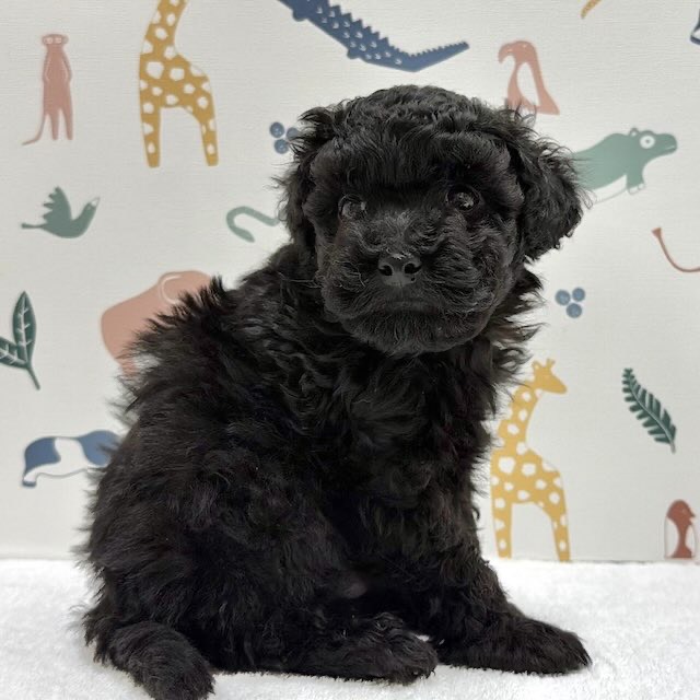 東京都のトイプードル(トイ) (かねだい足立店/2026年1月8日生まれ/男の子/ブラック)の子犬の3枚目の画像