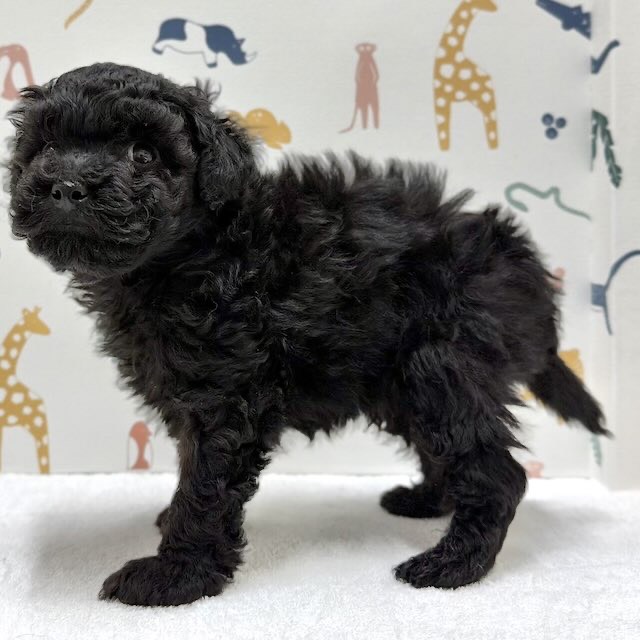 東京都のトイプードル(トイ) (かねだい足立店/2026年1月8日生まれ/男の子/ブラック)の子犬の4枚目の画像