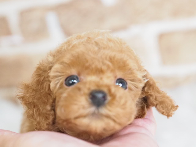 埼玉県のトイプードル(トイ) (かねだい戸田店/2026年1月9日生まれ/女の子/レッド)の子犬