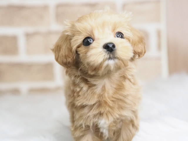 埼玉県のマルプー(マルチーズ×プードル) (かねだい戸田店/2026年1月9日生まれ/男の子/アプリコット)の子犬