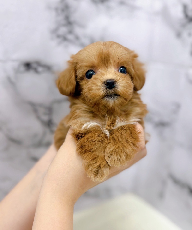 神奈川県のマルプー(マルチーズ×プードル) (かねだい東戸塚店/2026年1月11日生まれ/女の子/アプリコット)の子犬の3枚目の画像