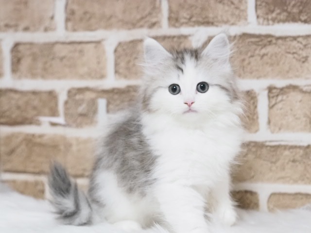 埼玉県のマンチカン (かねだい戸田店/2026年1月6日生まれ/男の子/シルバータビーホワイト)の子猫