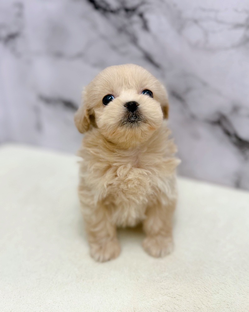神奈川県のペキプー(ペキニーズ×プードル) (かねだい東戸塚店/2026年1月10日生まれ/女の子/アプリコット)の子犬の1枚目の画像