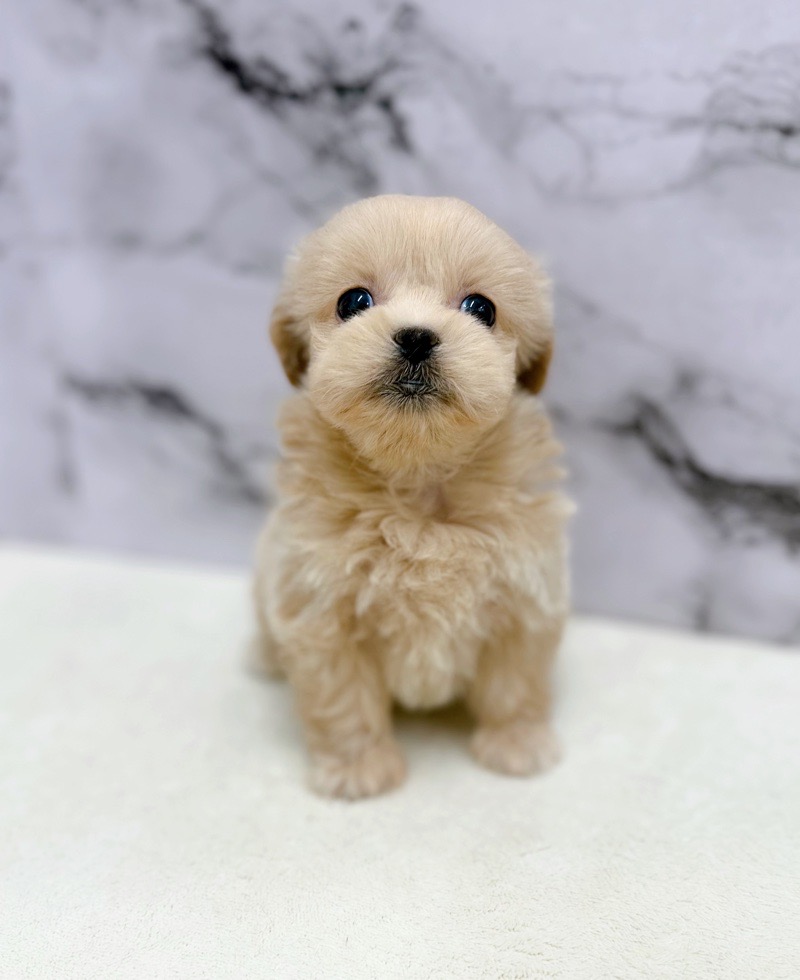 神奈川県のペキプー(ペキニーズ×プードル) (かねだい東戸塚店/2026年1月10日生まれ/女の子/アプリコット)の子犬の2枚目の画像