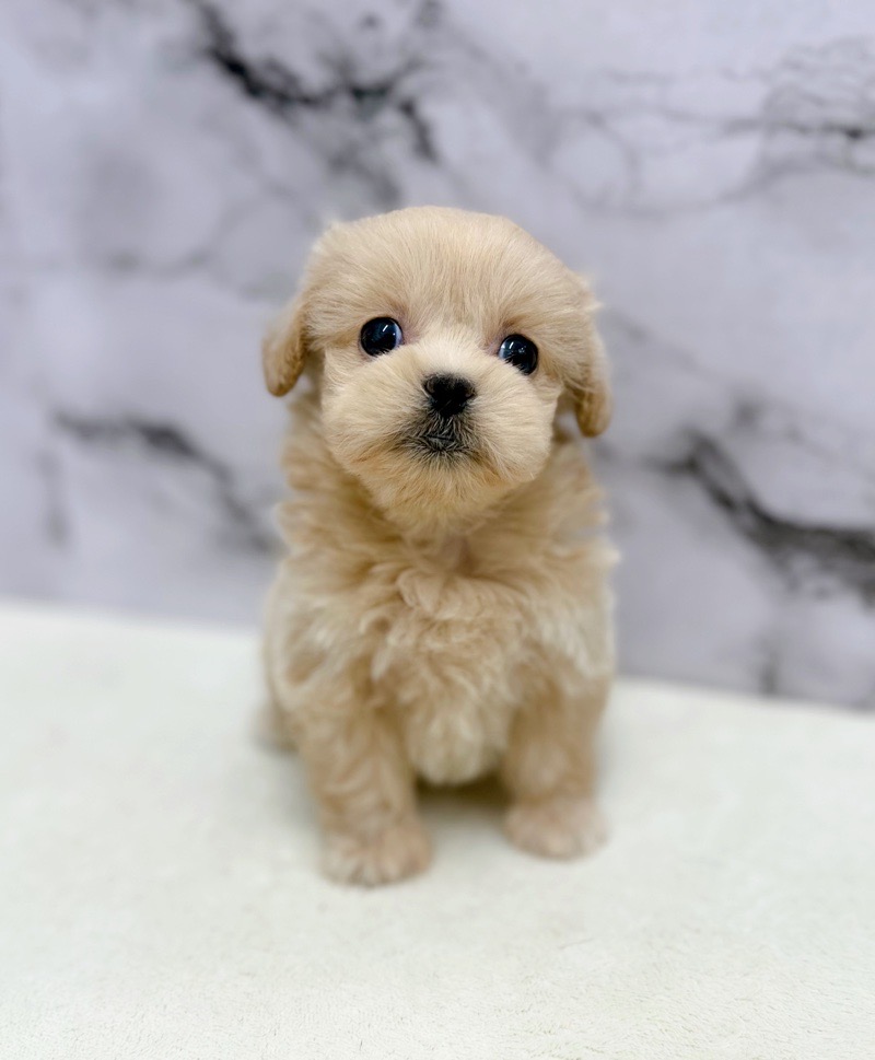 神奈川県のペキプー(ペキニーズ×プードル) (かねだい東戸塚店/2026年1月10日生まれ/女の子/アプリコット)の子犬の4枚目の画像