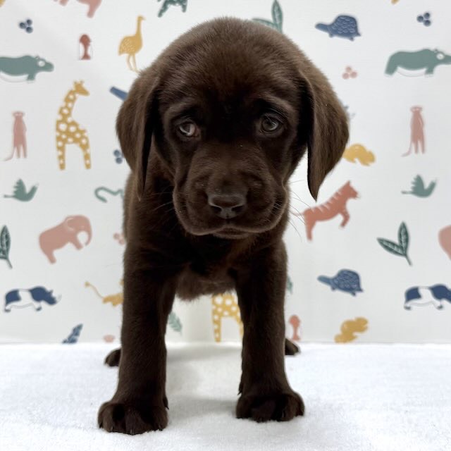 東京都のラブラドールレトリーバー (かねだい足立店/2026年1月2日生まれ/男の子/チョコレート)の子犬の1枚目の画像