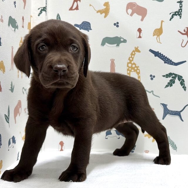 東京都のラブラドールレトリーバー (かねだい足立店/2026年1月2日生まれ/男の子/チョコレート)の子犬の3枚目の画像