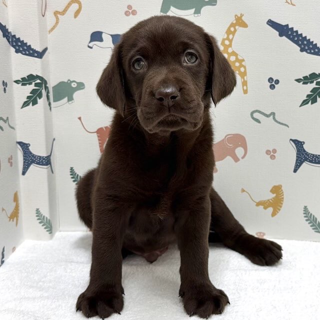 東京都のラブラドールレトリーバー (かねだい足立店/2026年1月2日生まれ/男の子/チョコレート)の子犬の2枚目の画像