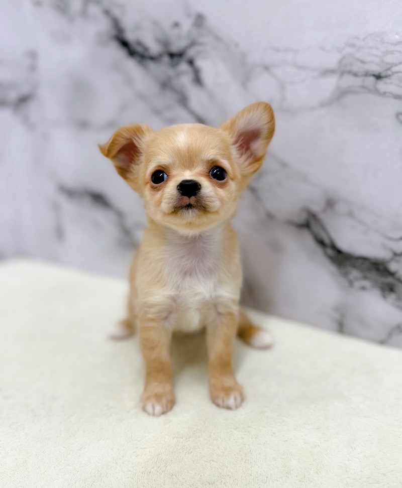 神奈川県のチワワ(ロング) (かねだい東戸塚店/2026年1月10日生まれ/女の子/フォーンホワイト)の子犬の1枚目の画像