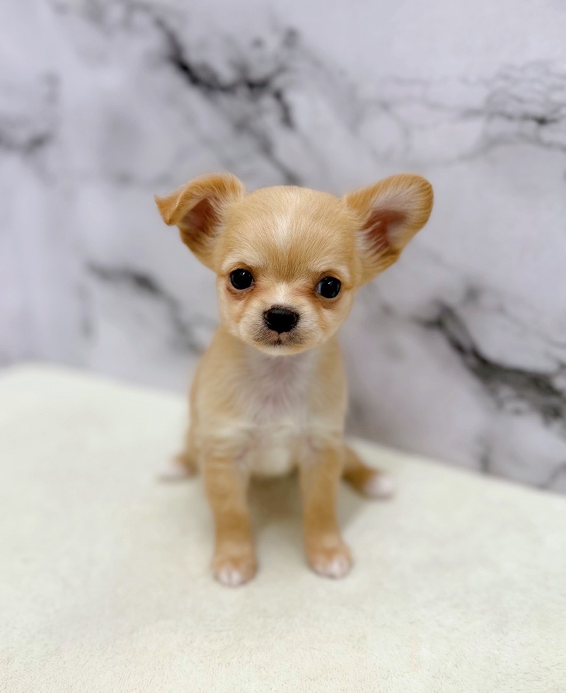 神奈川県のチワワ(ロング) (かねだい東戸塚店/2026年1月10日生まれ/女の子/フォーンホワイト)の子犬の2枚目の画像