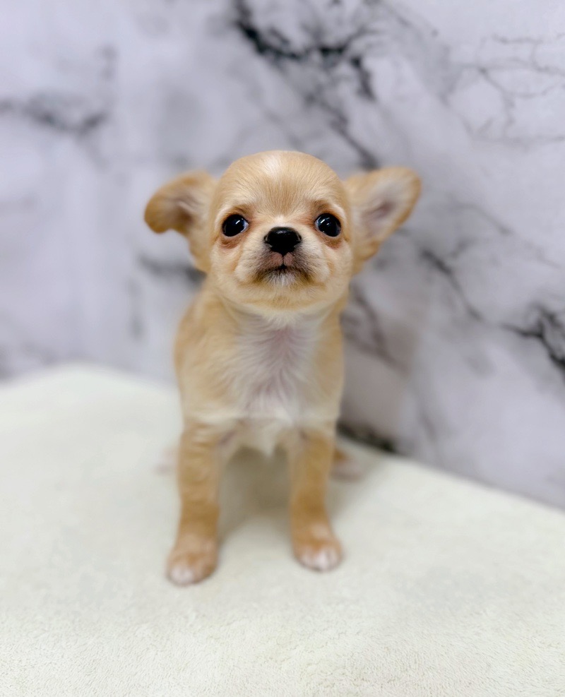 神奈川県のチワワ(ロング) (かねだい東戸塚店/2026年1月10日生まれ/女の子/フォーンホワイト)の子犬の3枚目の画像