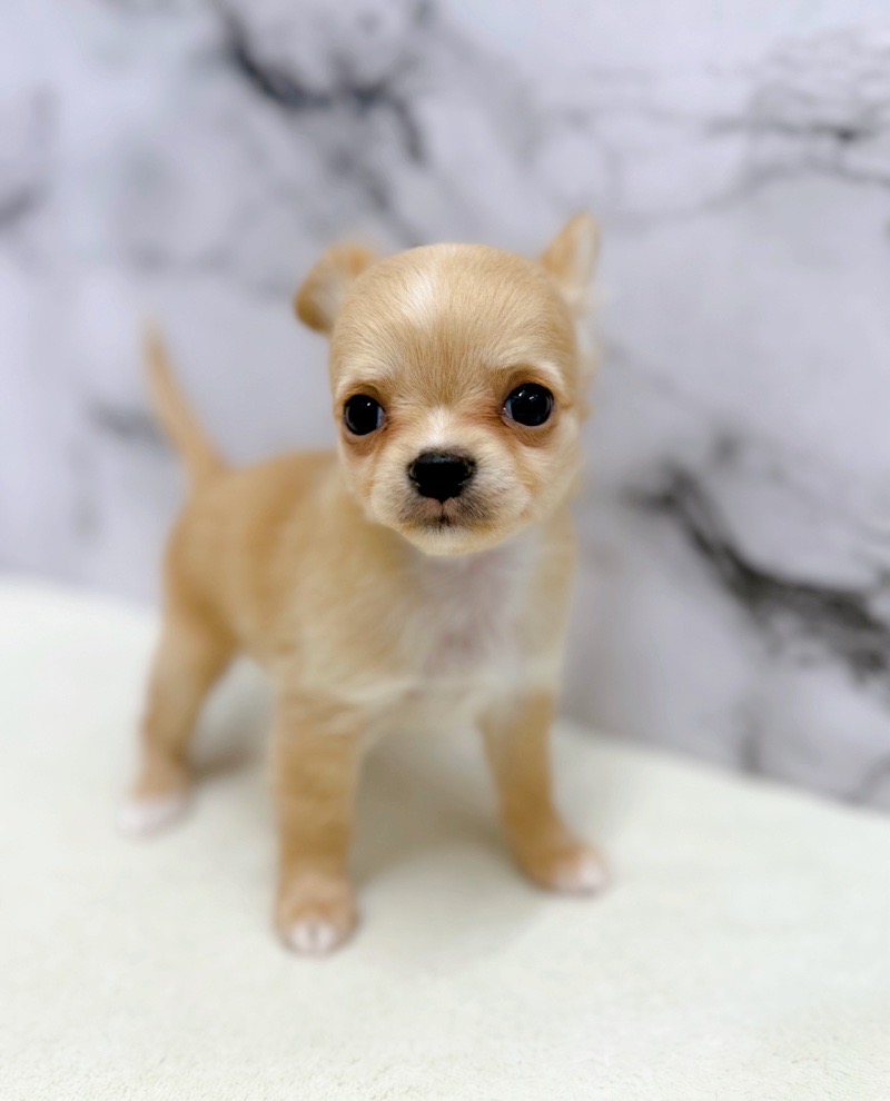 神奈川県のチワワ(ロング) (かねだい東戸塚店/2026年1月10日生まれ/女の子/フォーンホワイト)の子犬の4枚目の画像