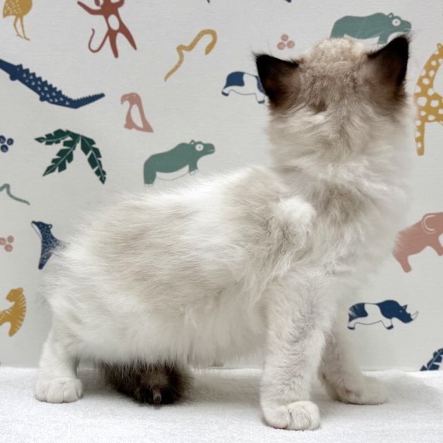東京都のラグドール (かねだい足立店/2025年12月15日生まれ/男の子/シールポイントバイカラー)の子猫の4枚目の画像