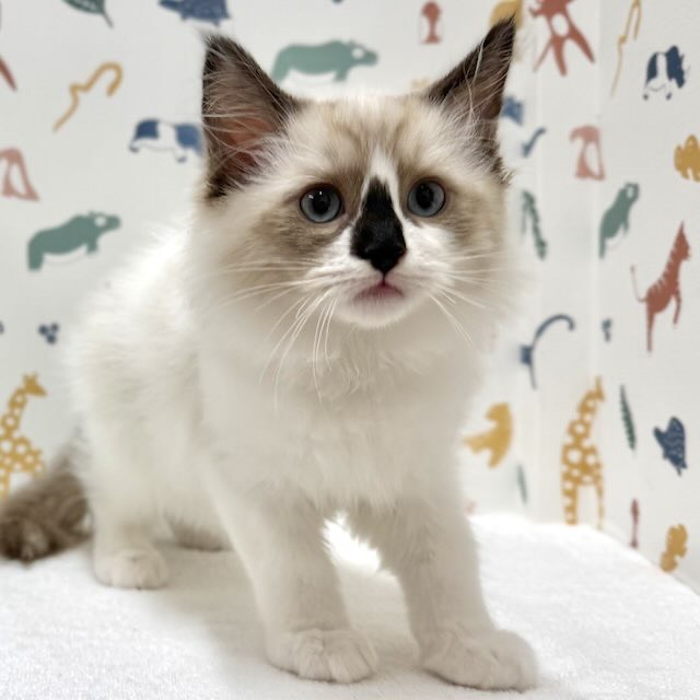 東京都のラグドール (かねだい足立店/2025年12月15日生まれ/男の子/シールポイントバイカラー)の子猫の1枚目の画像