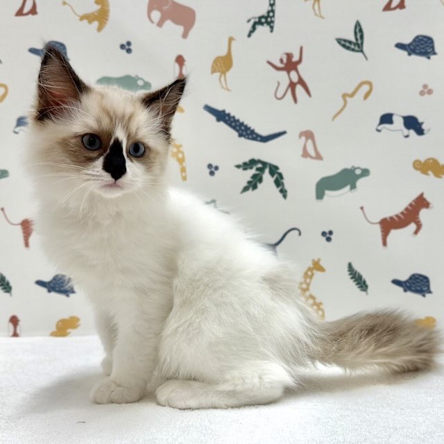 東京都のラグドール (かねだい足立店/2025年12月15日生まれ/男の子/シールポイントバイカラー)の子猫の3枚目の画像
