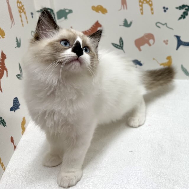 東京都のラグドール (かねだい足立店/2025年12月15日生まれ/男の子/シールポイントバイカラー)の子猫の2枚目の画像