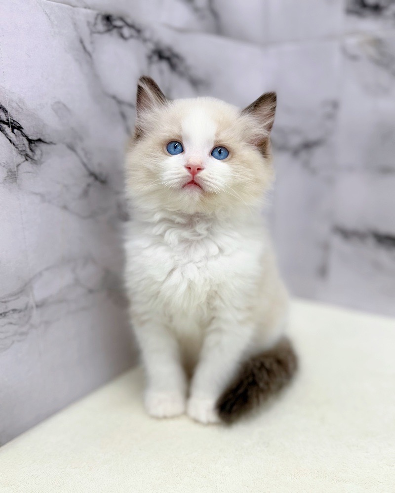 神奈川県のラグドール (かねだい東戸塚店/2026年1月7日生まれ/男の子/シールポイントバイカラー)の子猫の1枚目の画像