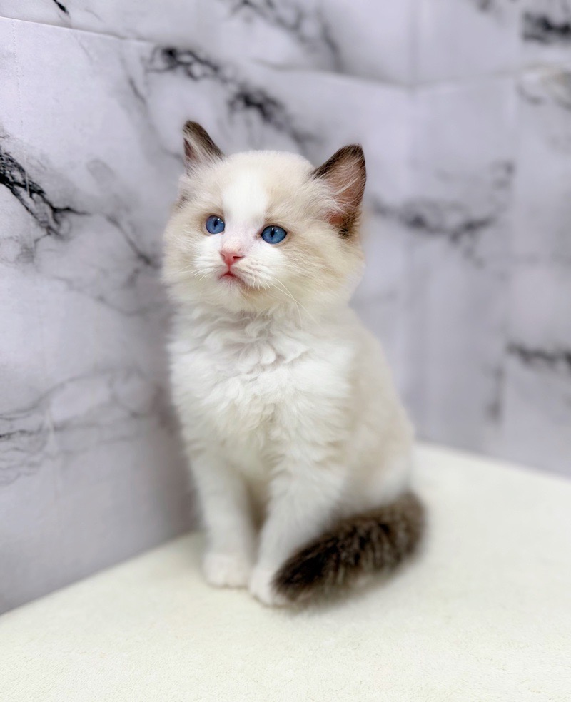 神奈川県のラグドール (かねだい東戸塚店/2026年1月7日生まれ/男の子/シールポイントバイカラー)の子猫の2枚目の画像