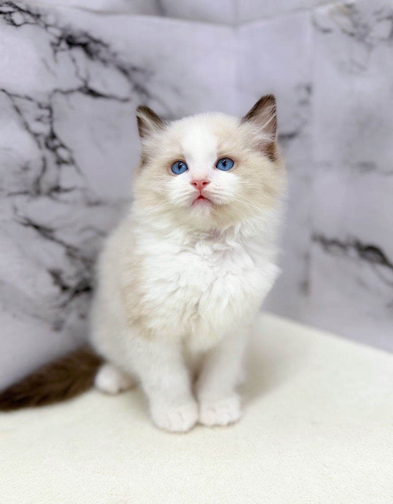 神奈川県のラグドール (かねだい東戸塚店/2026年1月7日生まれ/男の子/シールポイントバイカラー)の子猫の3枚目の画像