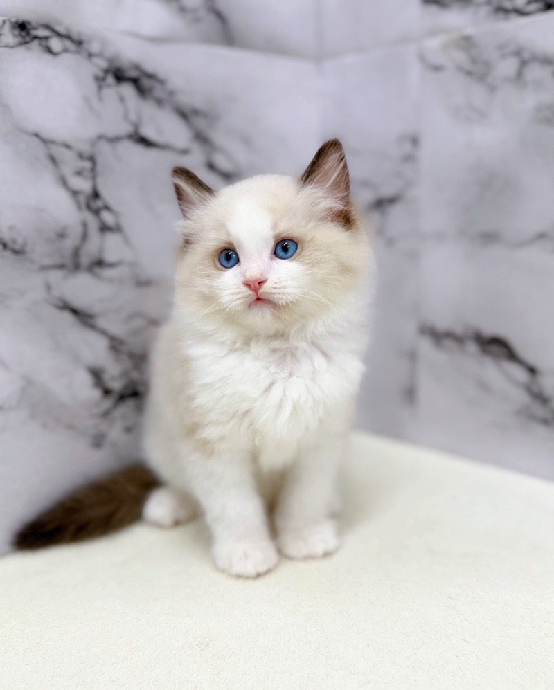 神奈川県のラグドール (かねだい東戸塚店/2026年1月7日生まれ/男の子/シールポイントバイカラー)の子猫の4枚目の画像