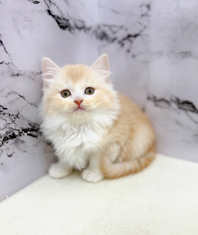 神奈川県のミヌエット (かねだい東戸塚店/2026年1月6日生まれ/女の子/クリームホワイト)の子猫の1枚目の画像