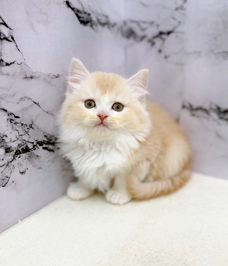 神奈川県のミヌエット (かねだい東戸塚店/2026年1月6日生まれ/女の子/クリームホワイト)の子猫の2枚目の画像